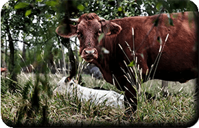 Agroforesterie - élevage bovin