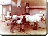 Le ferrage se faisait en pleine rue<br />pour les chevaux