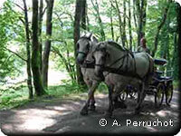 attelages de Pannecière