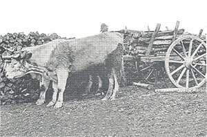 Un charroi de bois