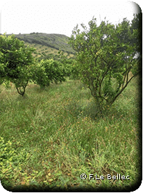 Agroforesterie - verger d'agrumes enherbé