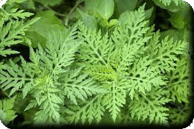 Feuillage d'Ambroisie<br />(<em>Ambrosia artemisiifolia L.</em> - Astéracées)