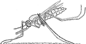 L'Anopheles gambiae<br />abdomen vers le haut<br />pique la nuit