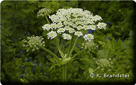 Berce de Perse<br />(<em>Heracleum persicum</em> - Apiaceae)