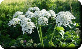 Berce du Caucase<br />(<em>Heracleum mantegazzianum</em> - Apiaceae)