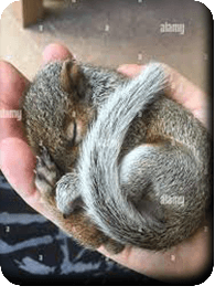 Écureuil-gris-bébé<br />(<em>Sciurus carolinensis</em>)