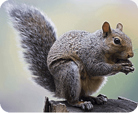 Écureuil-gris<br />(<em>Sciurus carolinensis</em>)