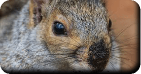 Écureuil-gris<br />(<em>Sciurus carolinensis</em>)