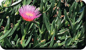 griffe de sorcière<br />(<em>Carpobrotus edulis</em> - Aizoacées)