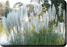 Herbe de la Pampa<br />(<em>Cortaderia selloana</em> - Poacées)