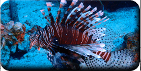 Poisson-Lion<br />(<em>Pterois volitans</em> - Scorpaenidae)