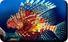 Poisson-Lion<br />(<em>Pterois volitans</em> - Scorpaenidae)