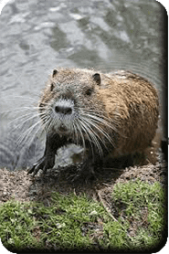 Ragondin sortant de l'eau<br />(<em>Myocastor  coypus</em>  -  Myocastoridae)