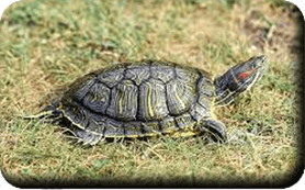 Tortue de floride ou tortue à tempes rouges<br />(<em>Trachemys scripta (Thunberg in Schoepff, 1792)</em>)