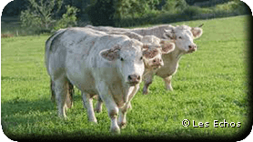 charolaises au près