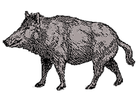 sanglier